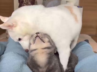 耳掃除