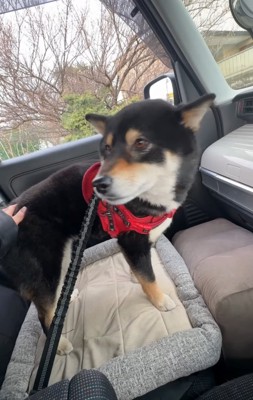 柴犬を撫でる