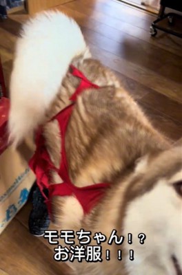 服が破れた犬1