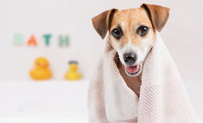 浴室でタオルに包まれた楽しそうな表情の犬