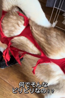 服が破れた犬2