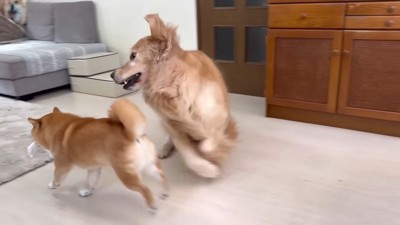 「持ってっちゃダメ~!!」