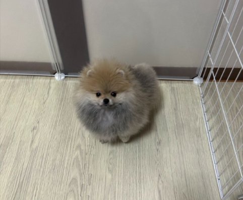 タヌキ