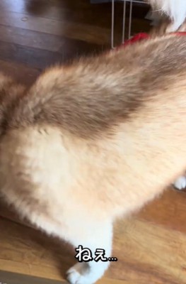 横向きの犬