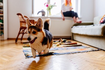 走る犬