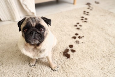 足跡を付けた犬