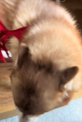 下を向く犬