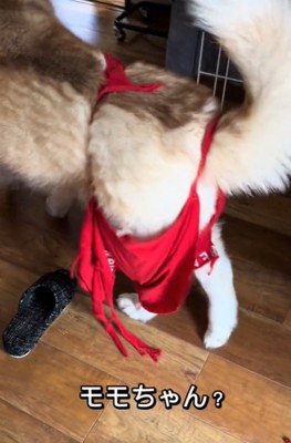 歩く犬