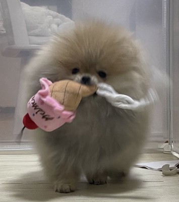 ぽわぽわ
