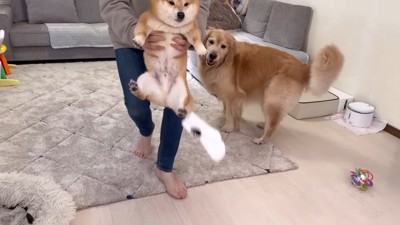 靴下を盗んでパパに捕まった!