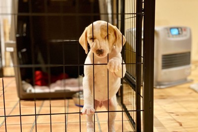 ケージに顔を引っ掛けている犬