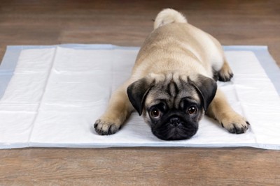 ペットシーツの上で伏せている子犬