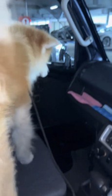 足元を見る犬