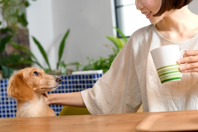 見つめるダックス