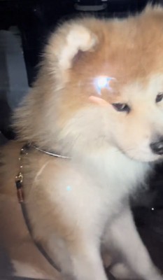 横目で見る犬