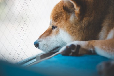 窓際で外を眺める柴犬