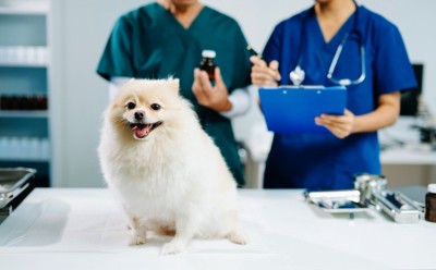 薬について話す獣医療スタッフのそばで座っている犬