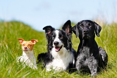 犬種やサイズの異なる3頭の犬