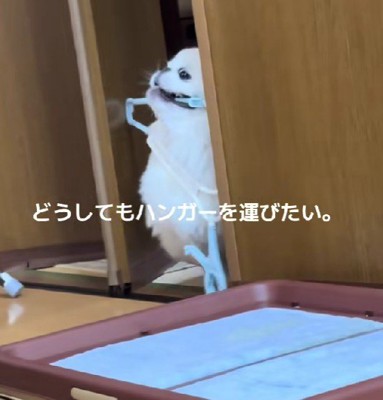 バイーン！！