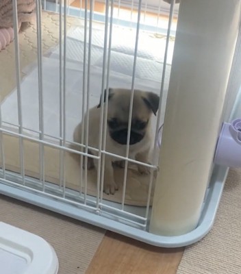 うつむく犬