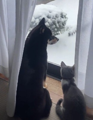 「これなんだろう?」「わかんない」