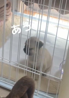 顔を上げる犬