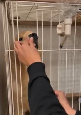 鼻を押し込まれるかやちゃん