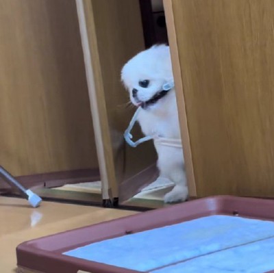 だめか…