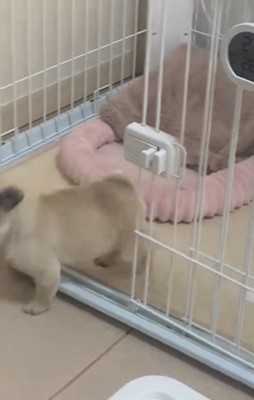 扉から出る犬