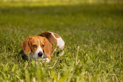 地面に伏せる犬