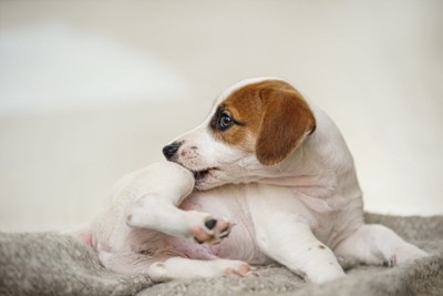 かゆみで足を噛んでいる犬