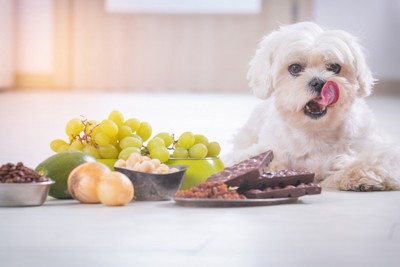 犬とNG食材