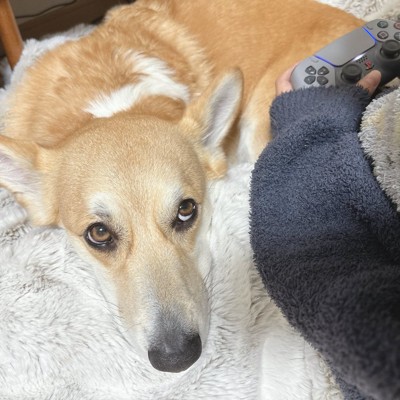 甘えん坊