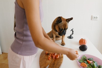 野菜を切っている女性の手元を見つめる犬