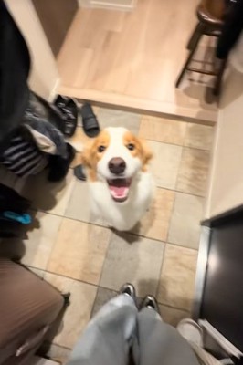 笑顔の中型犬