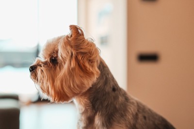 顔を背ける犬