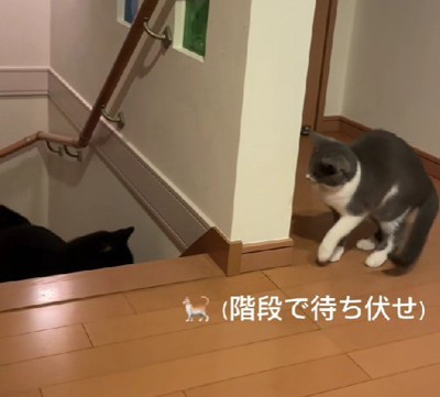 まめちゃんが来た…!!