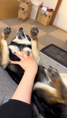 コラボ