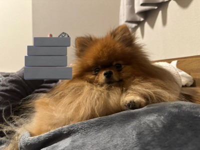 ぽわぽわ