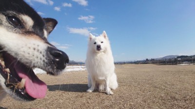 ひなた