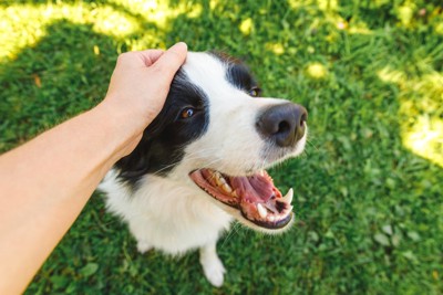 頭を撫でられる犬