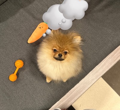 ポメラニアン
