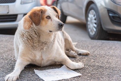 太り過ぎの犬