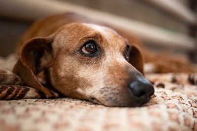 上目遣いをしながら敷物の上で伏せる犬