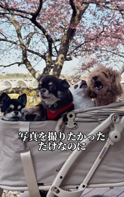 4匹の記念撮影