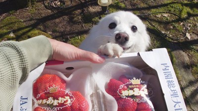 いちご