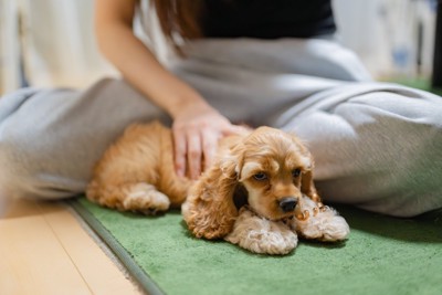 おしりをくっつけて座る犬