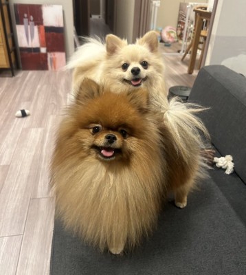仲良し兄弟