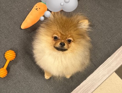 本名