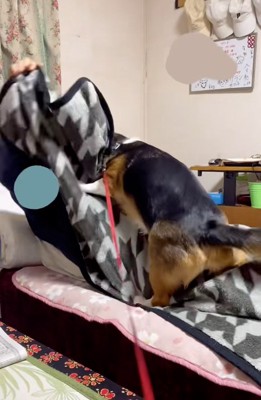 暴れるさらんちゃん